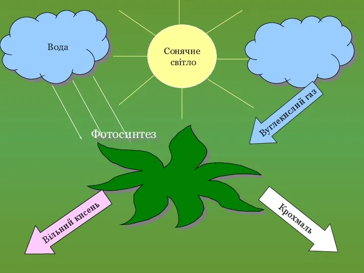 Фотосинтез Вода Вуглекислий газ Крохмаль Вільний кисень