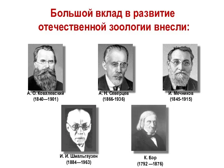 И. Мечников (1845-1915) А. О. Ковалевский (1840—1901) А. Н. Северцев (1866-1936) К. Бэр