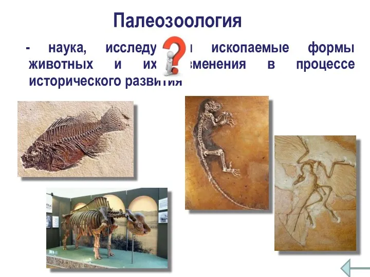Палеозоология - наука, исследующая ископаемые формы животных и их изменения в процессе исторического развития