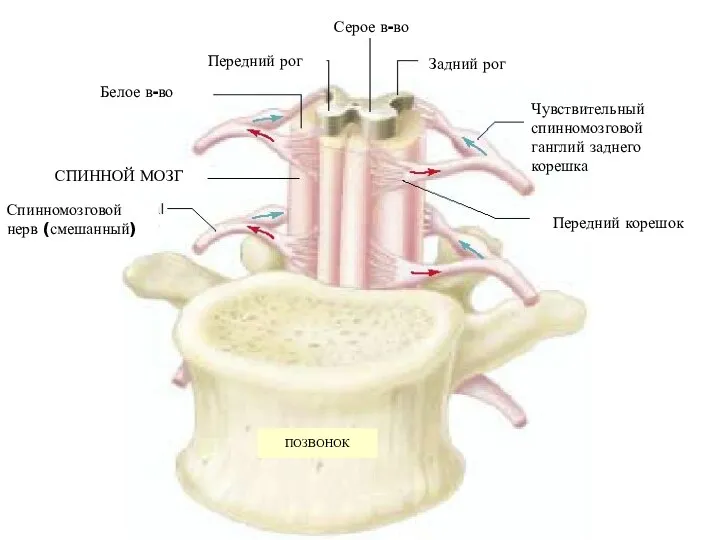 ПОЗВОНОК Серое в-во Передний рог Задний рог Белое в-во Чувствительный
