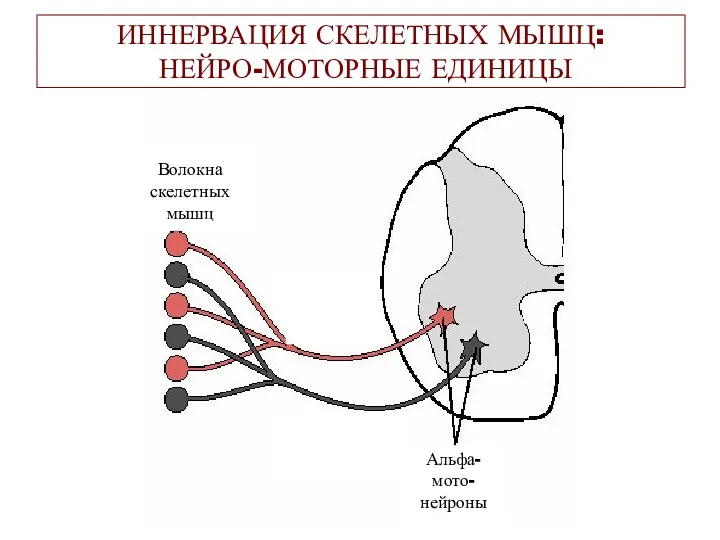 ИННЕРВАЦИЯ СКЕЛЕТНЫХ МЫШЦ: НЕЙРО-МОТОРНЫЕ ЕДИНИЦЫ Волокна скелетных мышц Альфа- мото- нейроны