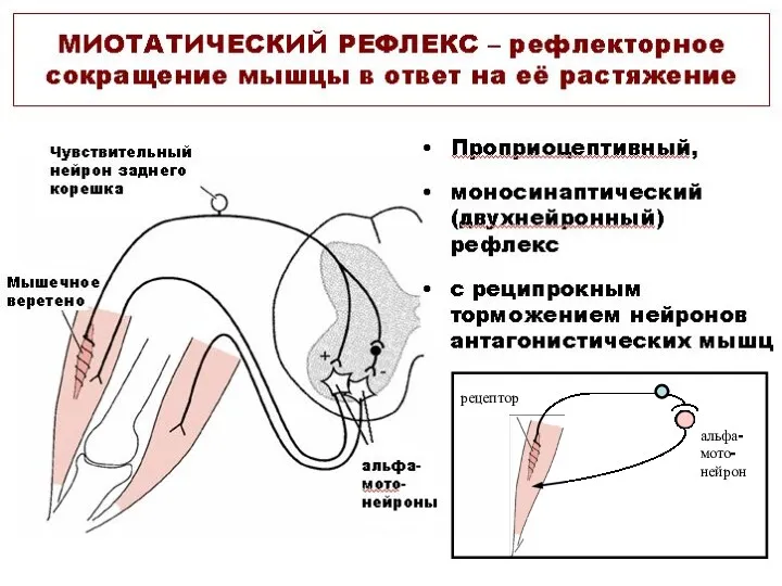 рецептор альфа- мото- нейрон