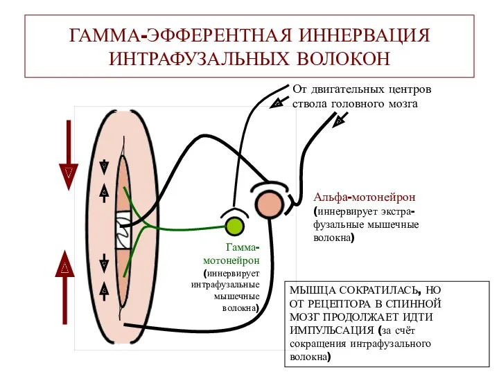 ГАММА-ЭФФЕРЕНТНАЯ ИННЕРВАЦИЯ ИНТРАФУЗАЛЬНЫХ ВОЛОКОН Альфа-мотонейрон (иннервирует экстра- фузальные мышечные волокна)