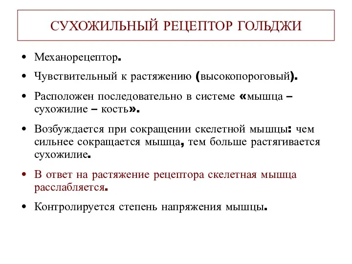 СУХОЖИЛЬНЫЙ РЕЦЕПТОР ГОЛЬДЖИ Механорецептор. Чувствительный к растяжению (высокопороговый). Расположен последовательно