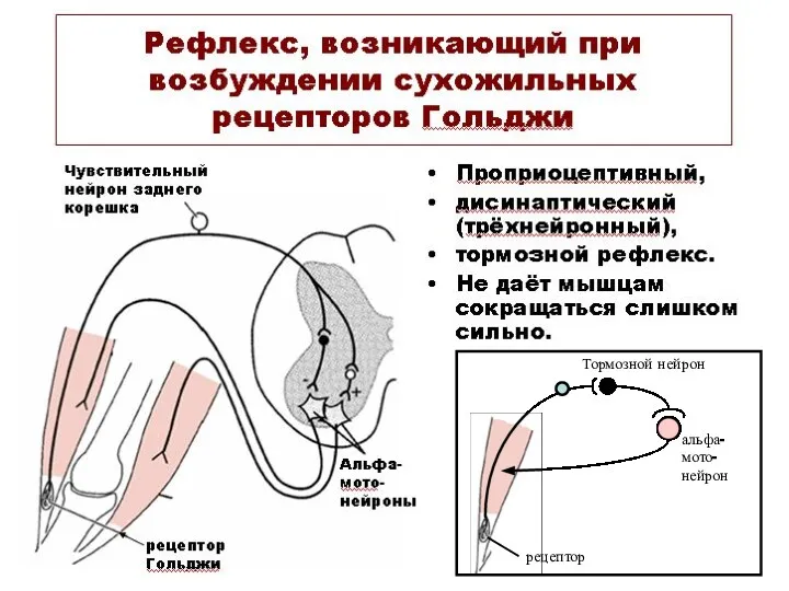 Тормозной нейрон альфа- мото- нейрон рецептор