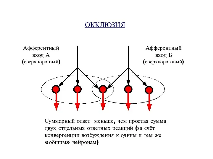 ОККЛЮЗИЯ Афферентный вход А (сверхпорогоый) Афферентный вход Б (сверхпороговый) Суммарный