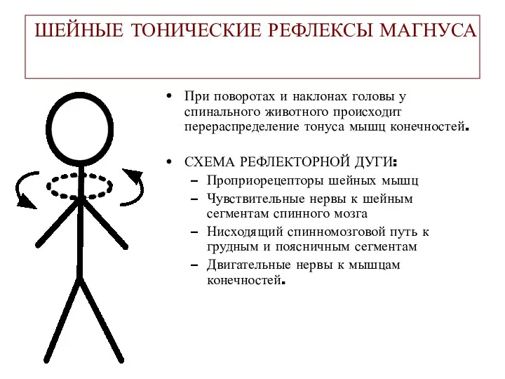 ШЕЙНЫЕ ТОНИЧЕСКИЕ РЕФЛЕКСЫ МАГНУСА При поворотах и наклонах головы у