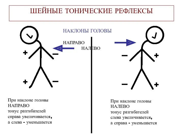 ШЕЙНЫЕ ТОНИЧЕСКИЕ РЕФЛЕКСЫ НАКЛОНЫ ГОЛОВЫ НАПРАВО НАЛЕВО + + +