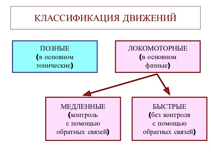 КЛАССИФИКАЦИЯ ДВИЖЕНИЙ ПОЗНЫЕ (в основном тонические) ЛОКОМОТОРНЫЕ (в основном фазные)