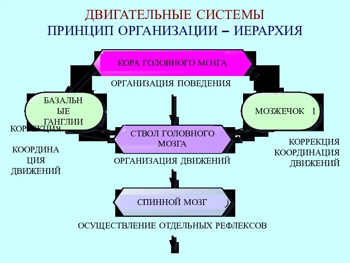 ДВИГАТЕЛЬНЫЕ СИСТЕМЫ ПРИНЦИП ОРГАНИЗАЦИИ – ИЕРАРХИЯ КОРА ГОЛОВНОГО МОЗГА ОРГАНИЗАЦИЯ