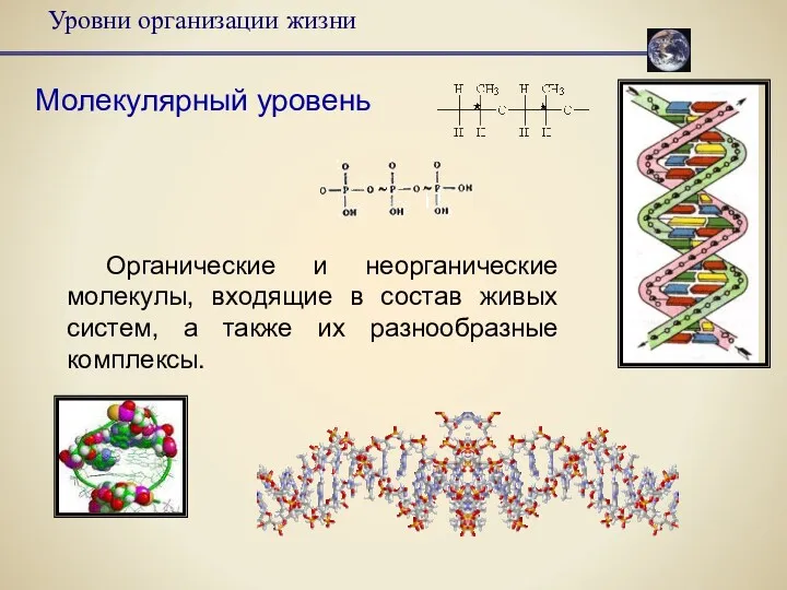 Уровни организации жизни Молекулярный уровень Органические и неорганические молекулы, входящие