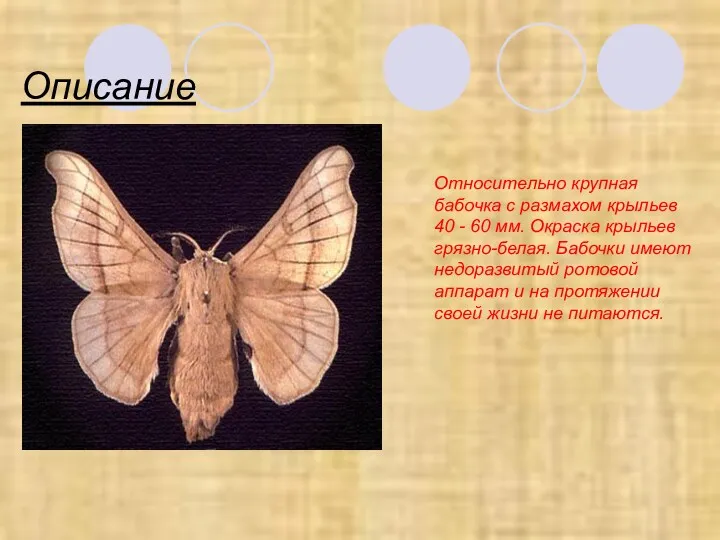 Описание Относительно крупная бабочка с размахом крыльев 40 - 60
