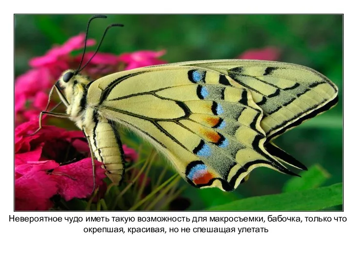 Невероятное чудо иметь такую возможность для макросъемки, бабочка, только что окрепшая, красивая, но не спешащая улетать