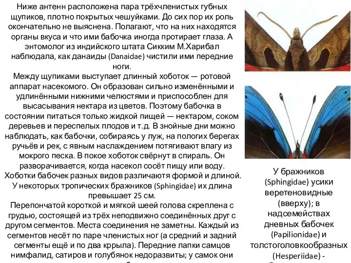 Ниже антенн расположена пара трёхчленистых губных щупиков, плотно покрытых чешуйками.