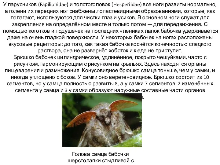 У парусников (Fapilionidae) и толстоголовок (Hesperiidae) все ноги развиты нормально,