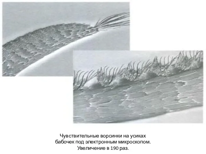 Чувствительные ворсинки на усиках бабочек под электронным микроскопом. Увеличение в 190 раз.