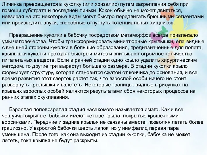 Личинка превращается в куколку (или хризалис) путем закрепления себя при