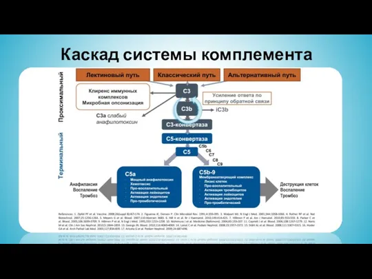 Каскад системы комплемента