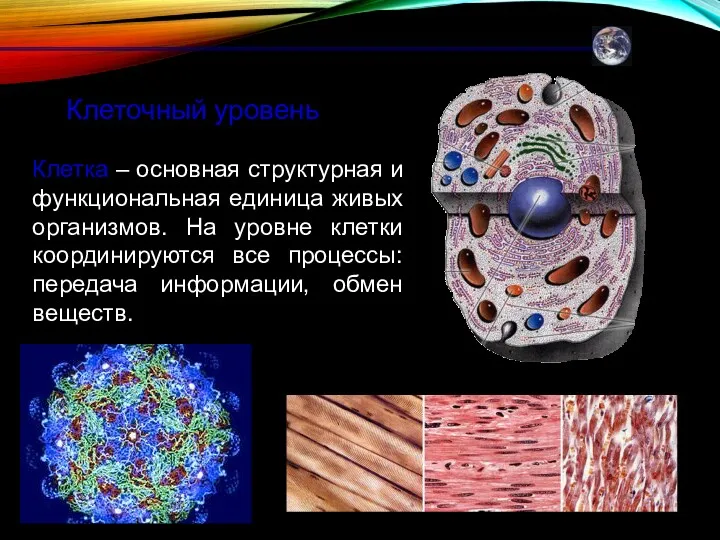 Клеточный уровень Клетка – основная структурная и функциональная единица живых организмов. На уровне