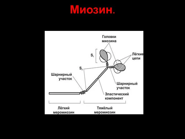 Миозин.