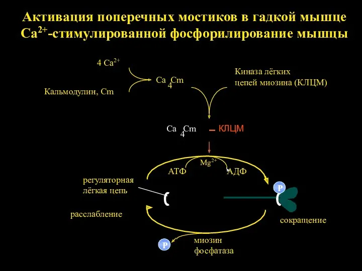 КЛЦМ ATФ AДФ Mg2+ миозин фосфатаза Киназа лёгких цепей миозина