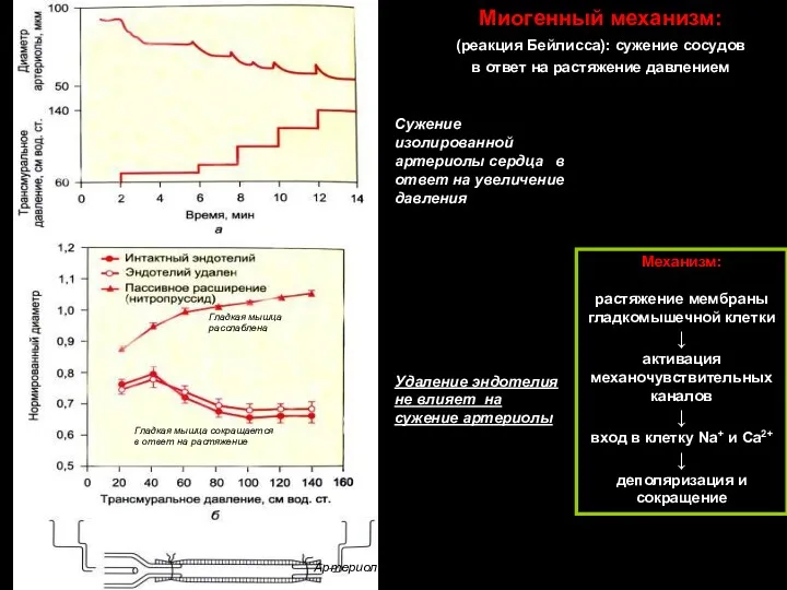 Сужение изолированной артериолы сердца в ответ на увеличение давления Удаление