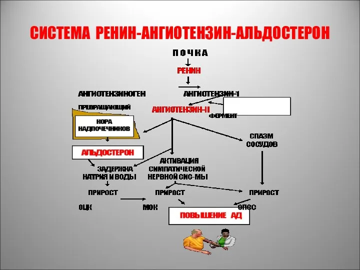 СИСТЕМА РЕНИН-АНГИОТЕНЗИН-АЛЬДОСТЕРОН