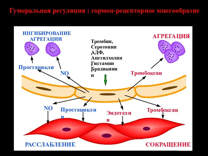 Гуморальная регуляция : гормон-рецепторное многообразие