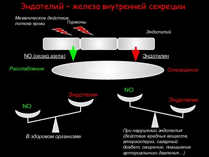 Эндотелий – железа внутренней секреции NO (оксид азота) Эндотелин Расслабление