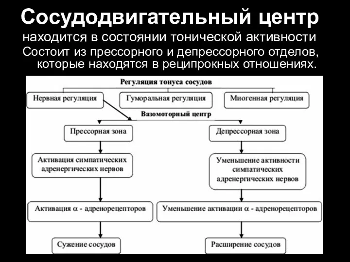 Сосудодвигательный центр находится в состоянии тонической активности Состоит из прессорного