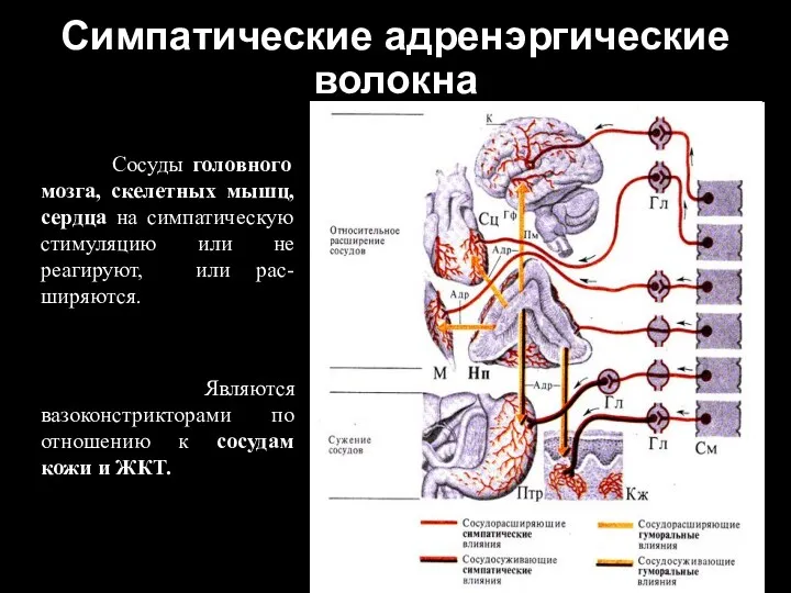 Симпатические адренэргические волокна Сосуды головного мозга, скелетных мышц, сердца на