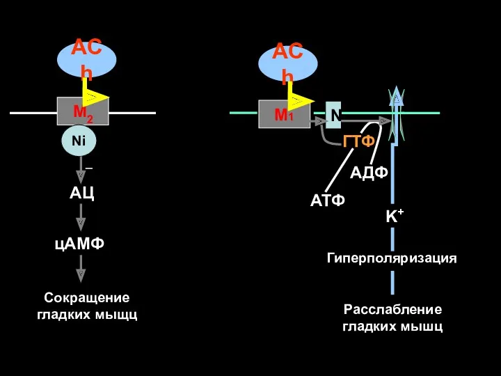 М1 N K+ Гиперполяризация Расслабление гладких мышц ACh ACh