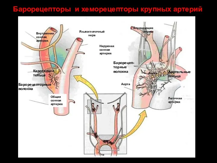 Легочная артерия Аорта Общая сонная артерия Внутренняя сонная артерия Языкоглоточный