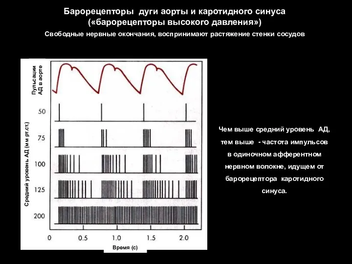 Чем выше средний уровень АД, тем выше - частота импульсов