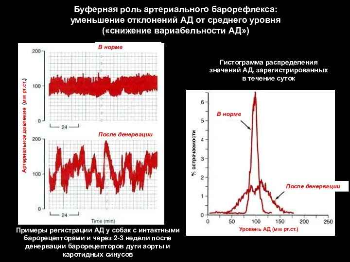 Буферная роль артериального барорефлекса: уменьшение отклонений АД от среднего уровня