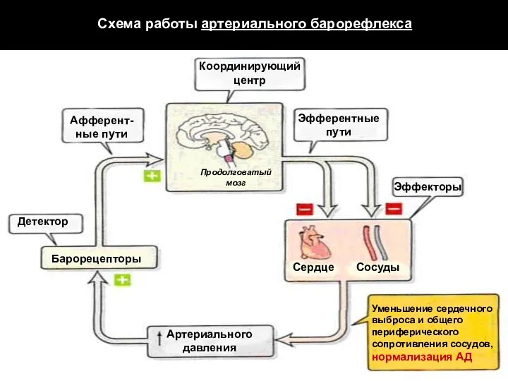 Схема работы артериального барорефлекса Артериального давления Сердце Сосуды Уменьшение сердечного