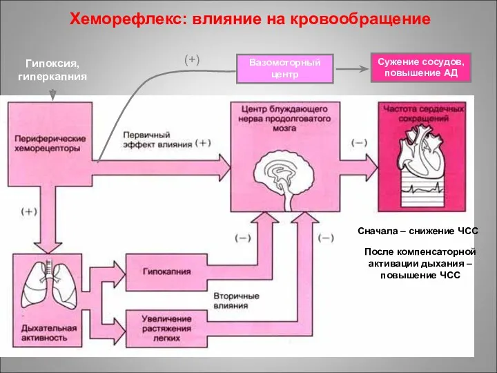 Хеморефлекс: влияние на кровообращение Гипоксия, гиперкапния Сужение сосудов, повышение АД