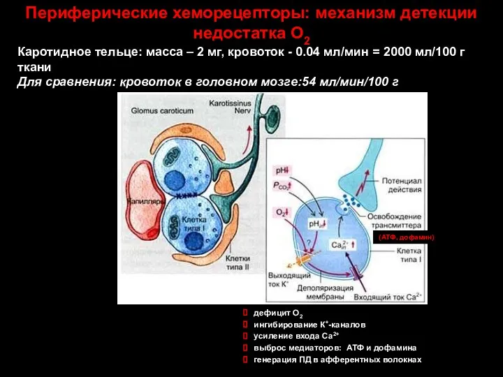 дефицит О2 ингибирование К+-каналов усиление входа Са2+ выброс медиаторов: АТФ