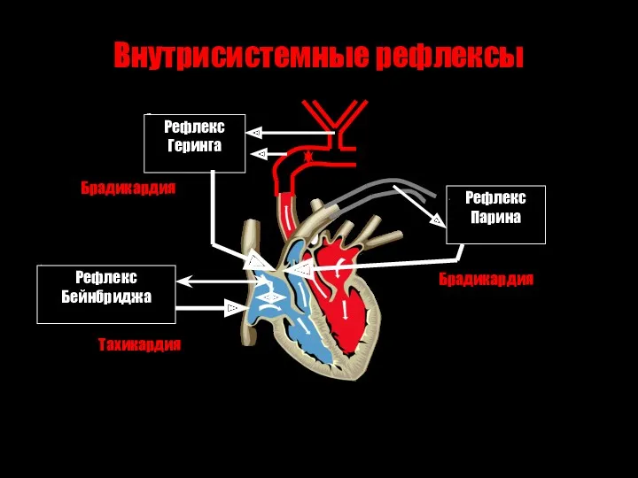 Внутрисистемные рефлексы Рефлекс Бейнбриджа Тахикардия Рефлекс Геринга Брадикардия Рефлекс Парина Брадикардия