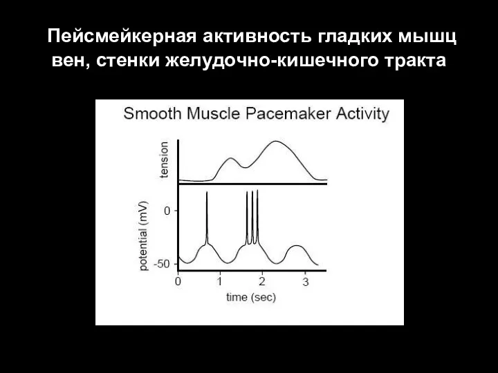 Пейсмейкерная активность гладких мышц вен, стенки желудочно-кишечного тракта