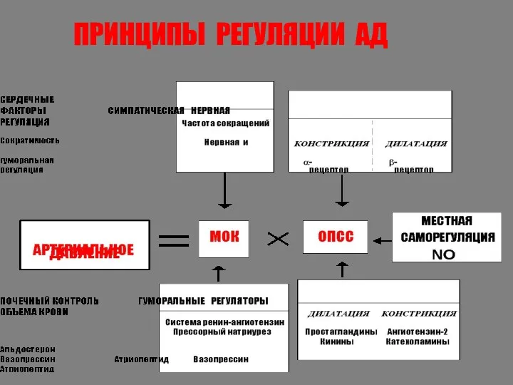 ПРИНЦИПЫ РЕГУЛЯЦИИ АД