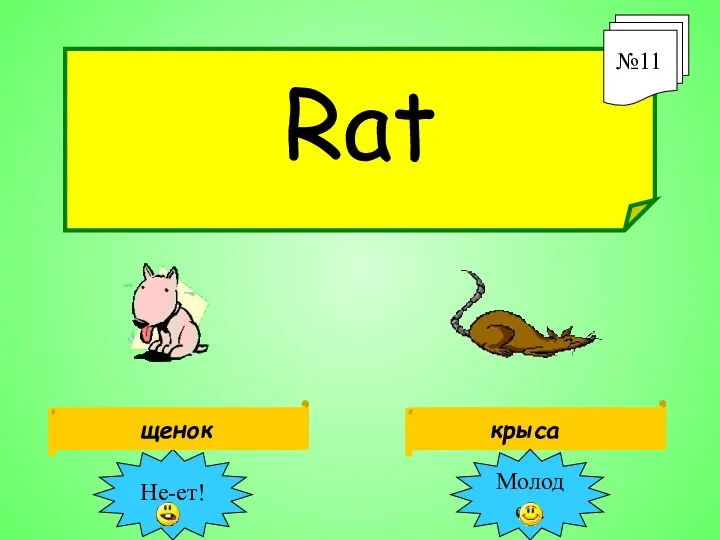 Rat №11 крыса