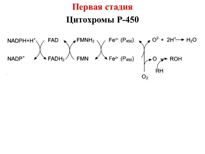 Первая стадия Цитохромы Р-450