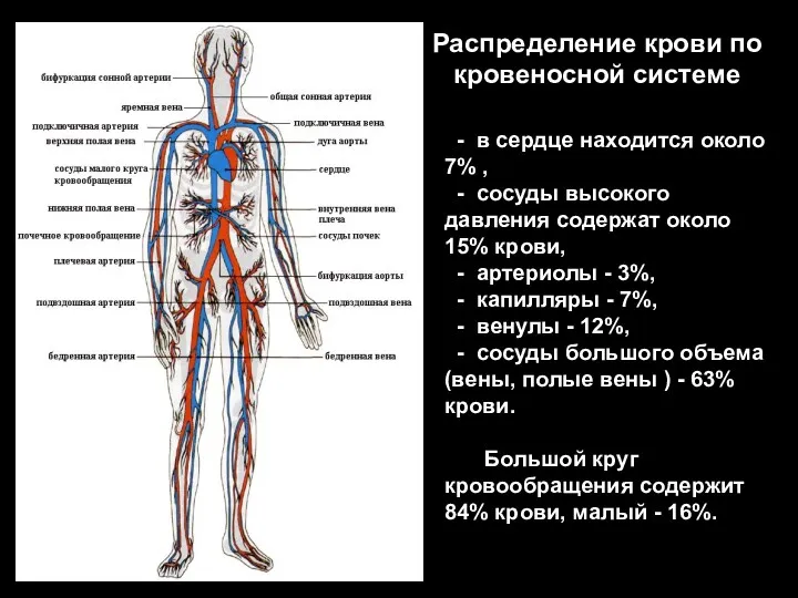 - в сердце находится около 7% , - сосуды высокого