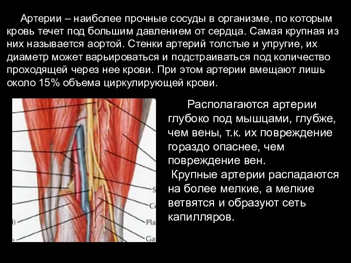 Артерии – наиболее прочные сосуды в организме, по которым кровь