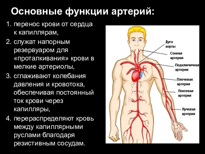 Основные функции артерий: 1. перенос крови от сердца к капиллярам,