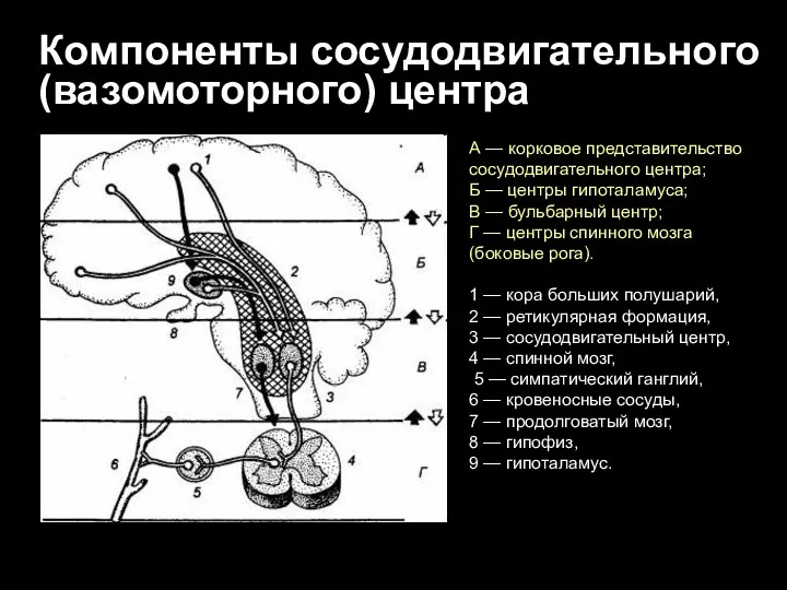 А — корковое представительство сосудодвигательного центра; Б — центры гипоталамуса;