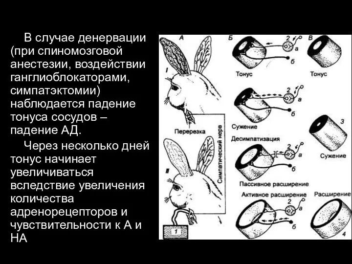 В случае денервации (при спиномозговой анестезии, воздействии ганглиоблокаторами, симпатэктомии) наблюдается