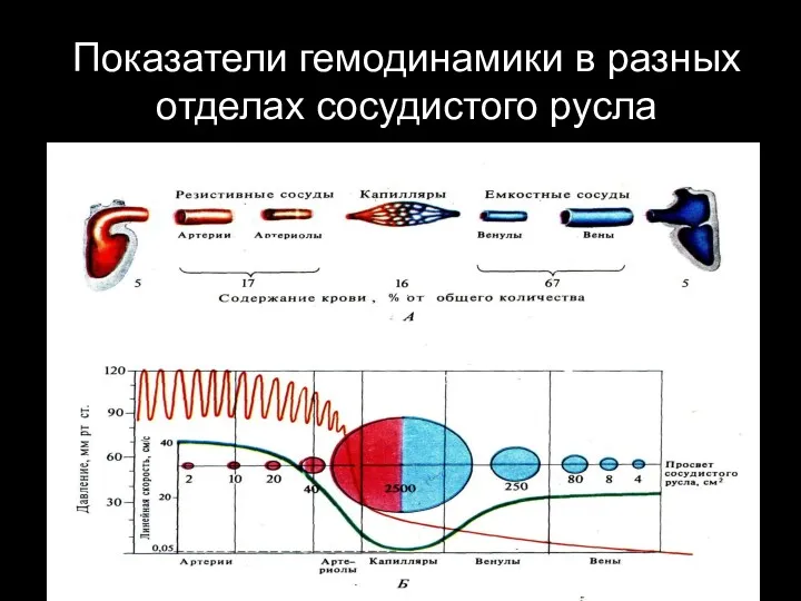 Показатели гемодинамики в разных отделах сосудистого русла