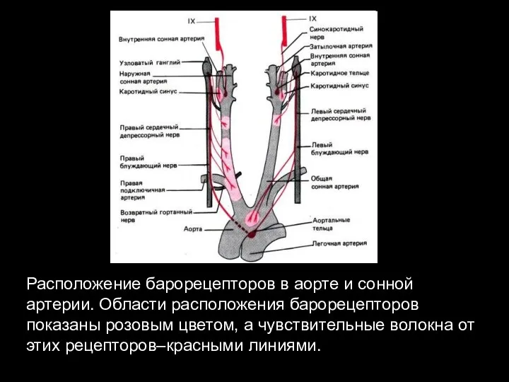 Расположение барорецепторов в аорте и сонной артерии. Области расположения барорецепторов